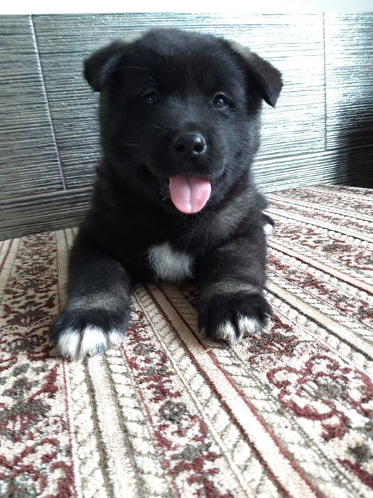 Акіта американська