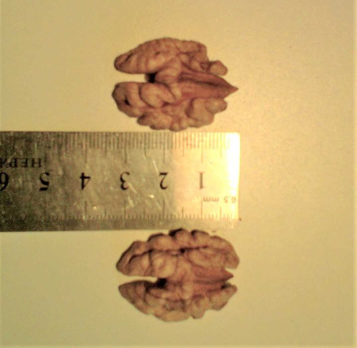 Продам Грецкий (волошский) орех очищенный высшего сорта, микс