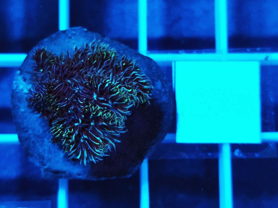 Pavona decussata WYSYŁKA cena za szczepkę, akwarium morskie, koralowce