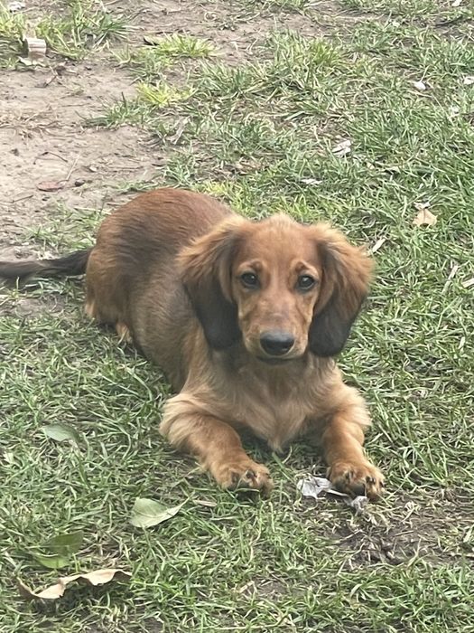 Довгошерстні красавчики