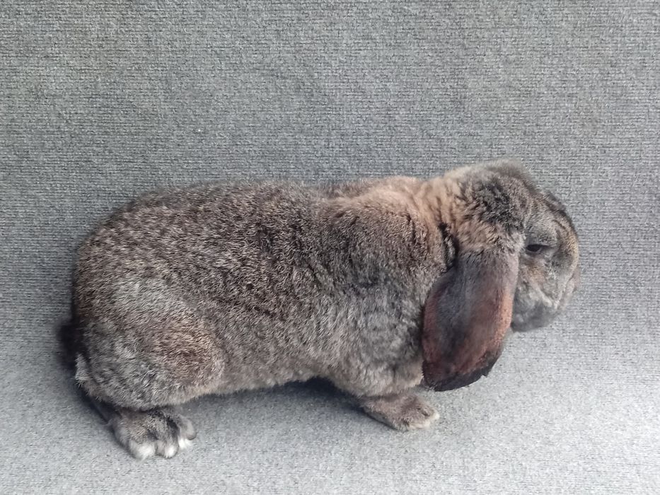 Zamienię na samca BF.