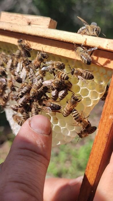 Бджоломатки Карніка!