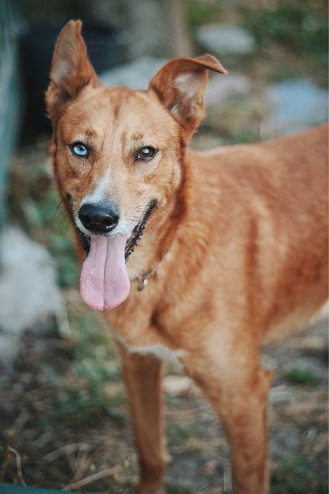 Joca para adoção responsável