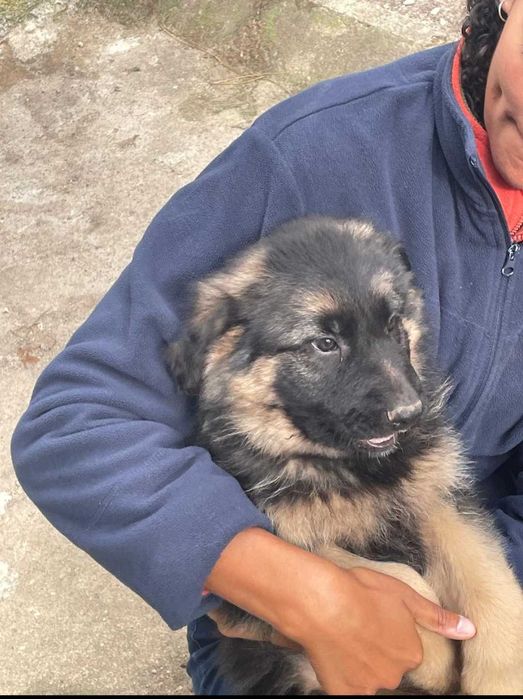 Pastor Alemão - Linhas de Trabalho Checas
