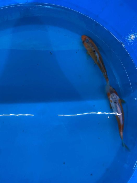 Vendo carpas koi
