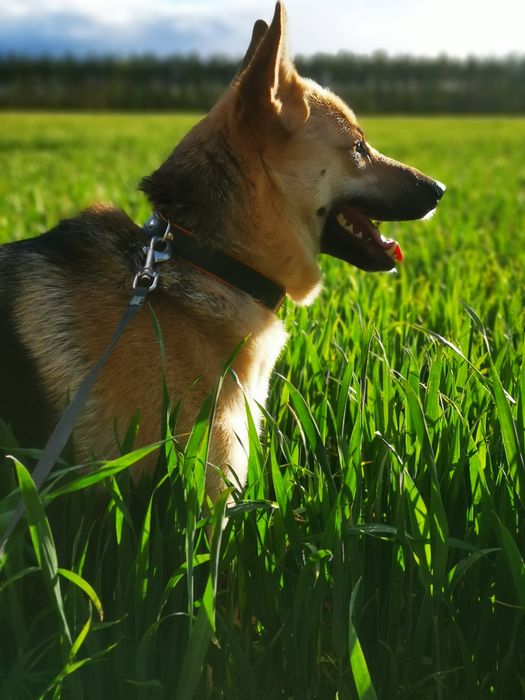 Róża - młoda suczka w typie owczarka niemieckiego szuka domu