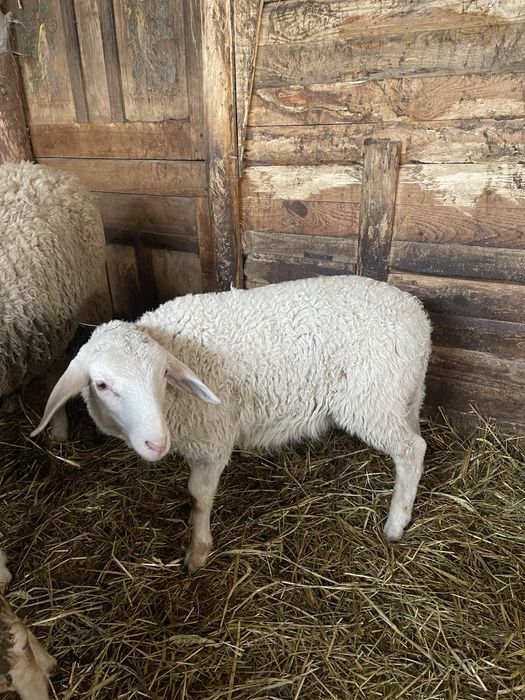 Продам ягнят мериноландшафт