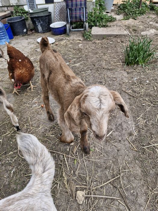 кози нубійські козеньта