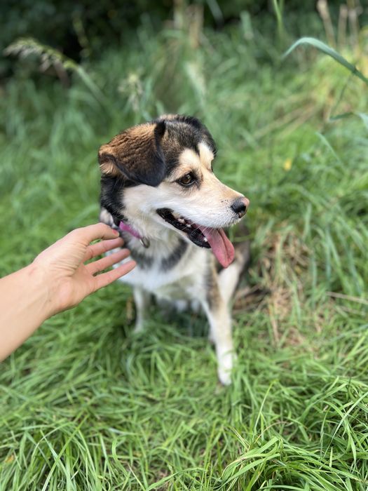 Suczka Leia szuka domku