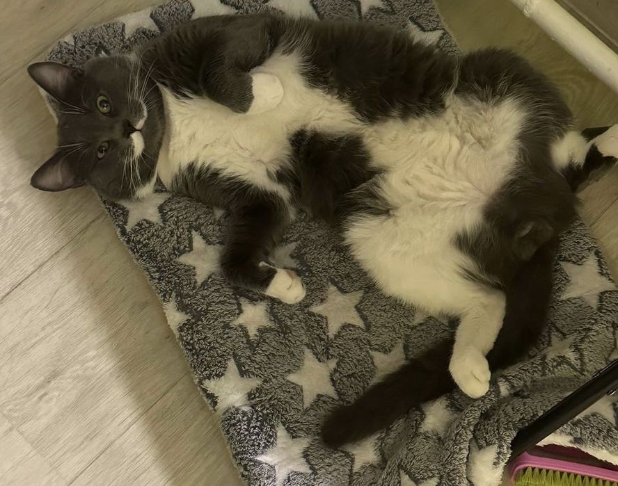 Віддам котика в добрі руки