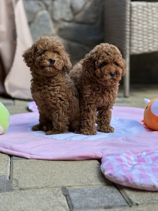 Топовые малыши щеночки Мальтипу !!!