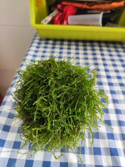 Apenas 5,00€ Musgo de Java