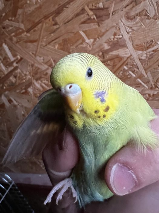 Papuga falista, papugi faliste mlode