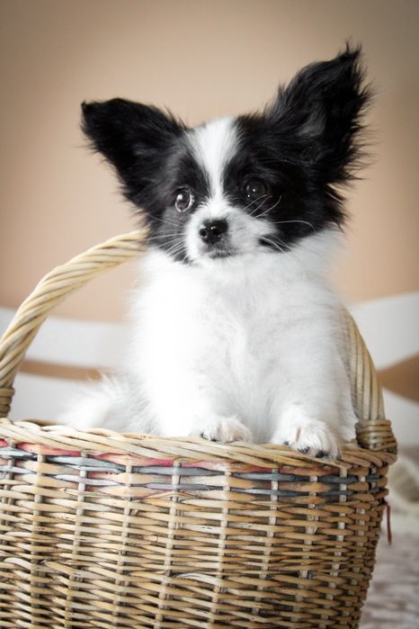 Папійон чуценя професійний розплідник КСУ!