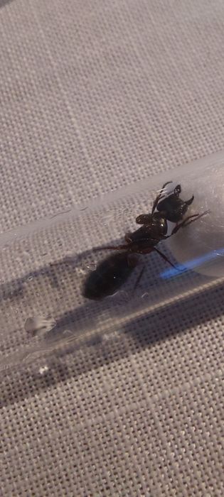 camponotus herculeanus