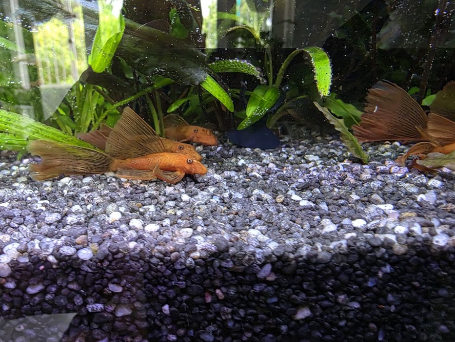 Zbrojnik weloniasty super red
