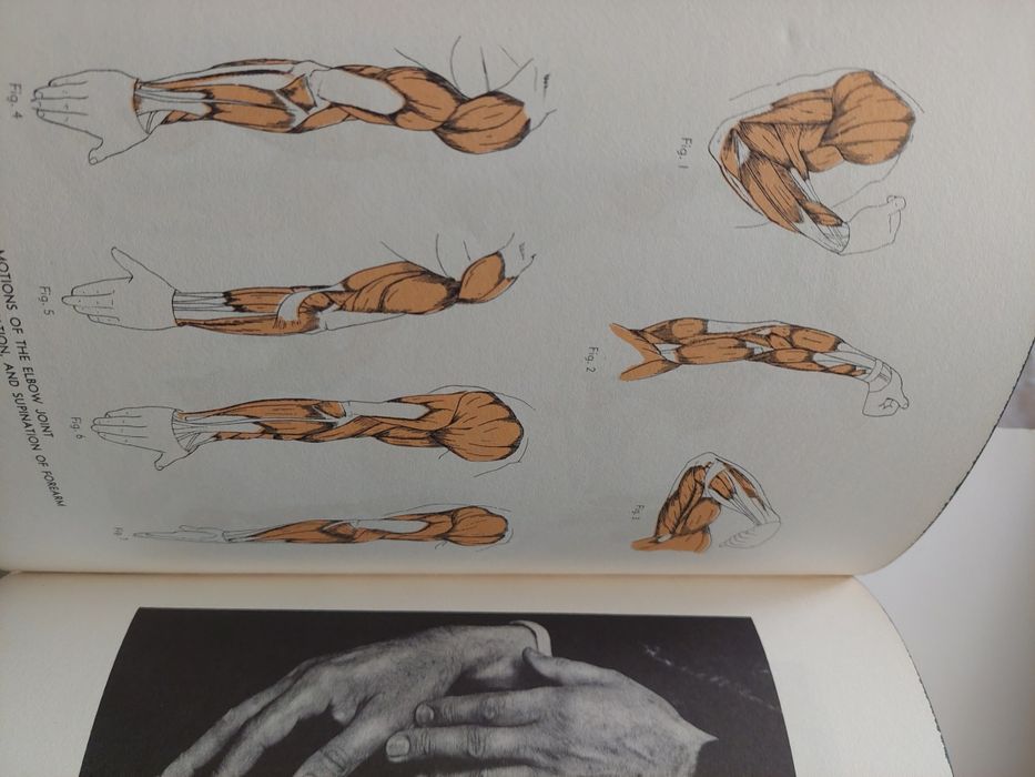 Livro an atlas of anatony for artists