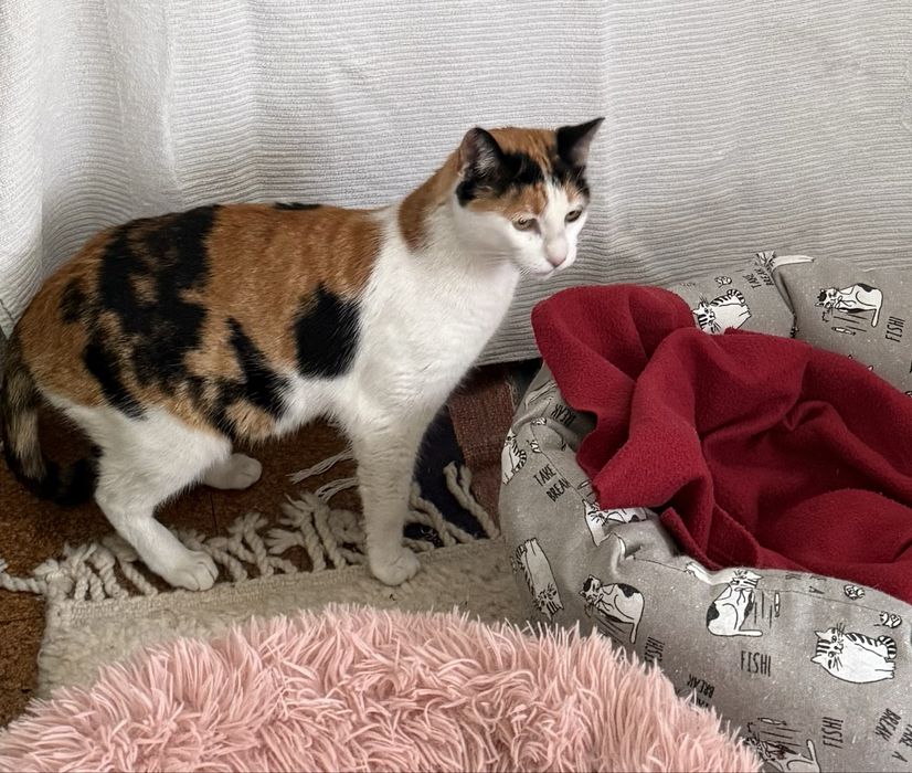 Gatos  para adoção (Mae e filho)