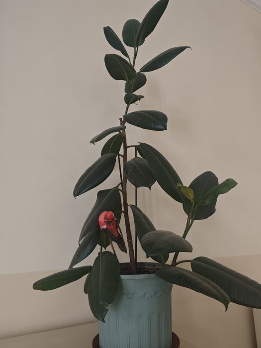 Fokus wysokość ok 60 cm