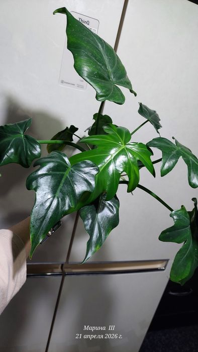 Филодендрон   SP