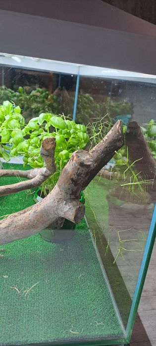 Oddam młode Patyczaki Za DARMO !!!