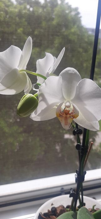 Продам белую орхидею