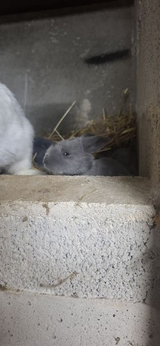 Coelhos para venda