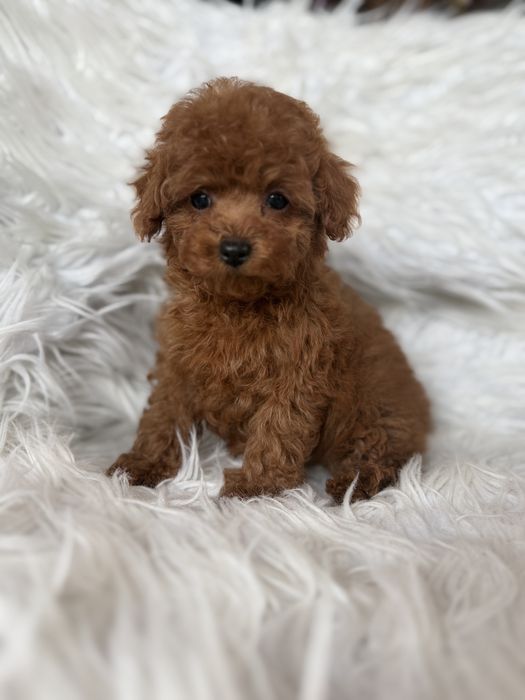 Pudel toy suczka malutka