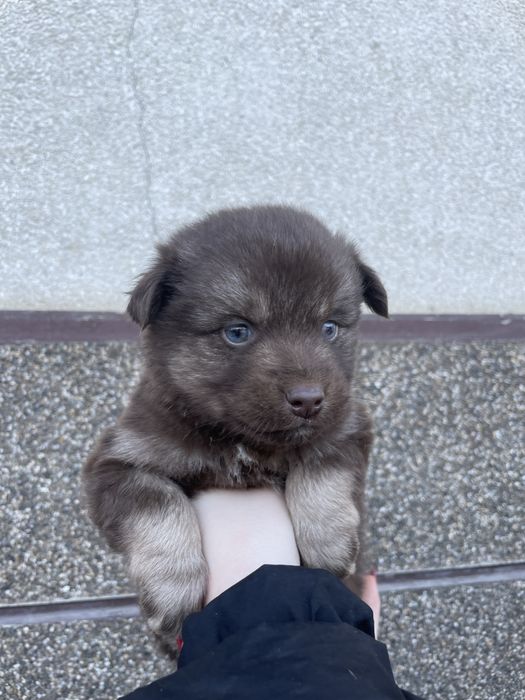 Цуценяти хлопчики