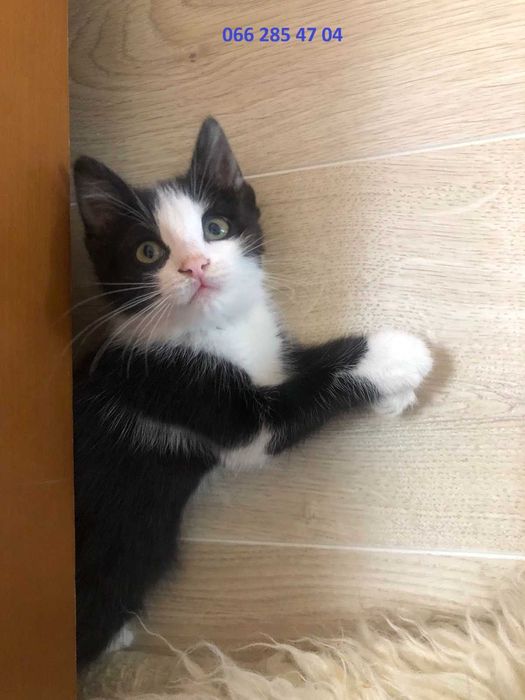 Котенок котята малыши бесплатно