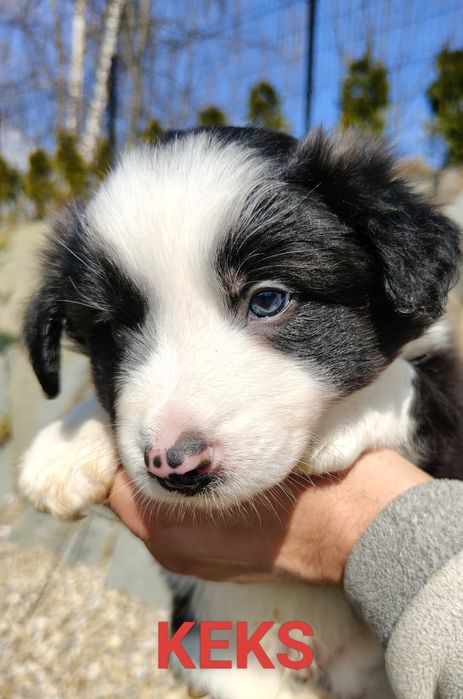 Szczenięta Border collie
