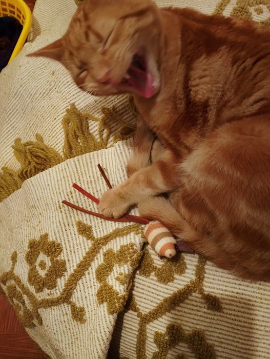 Gatinho macho amarelo