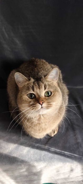 Британская девочка