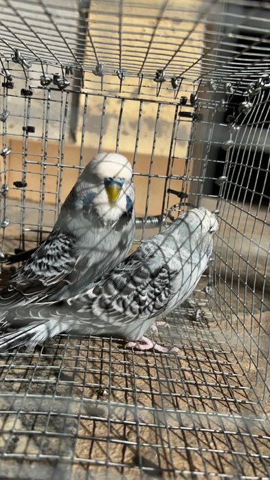 Perquitos Ingles varias mutações