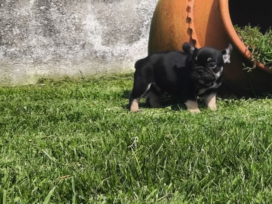 Bulldog Francês macho black tan