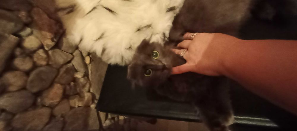 Висловуха кішка ходить в лоток,їсть все