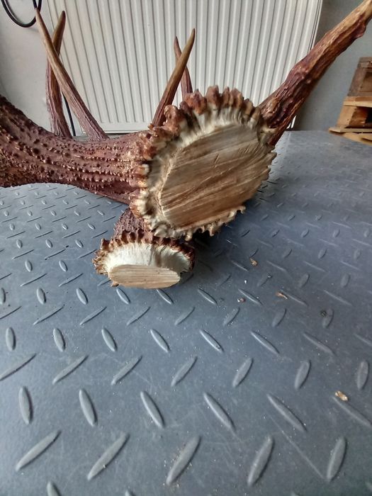 Łoś, Poroże, Rogi