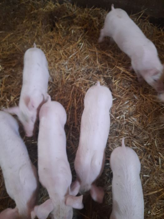 Sprzedam prosięta rejestrowane