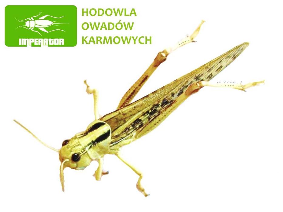 Szarańcza duża 50szt + legalna wysyłka - badane