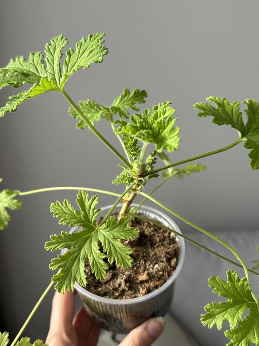 Герань лимонна / герань лимонная