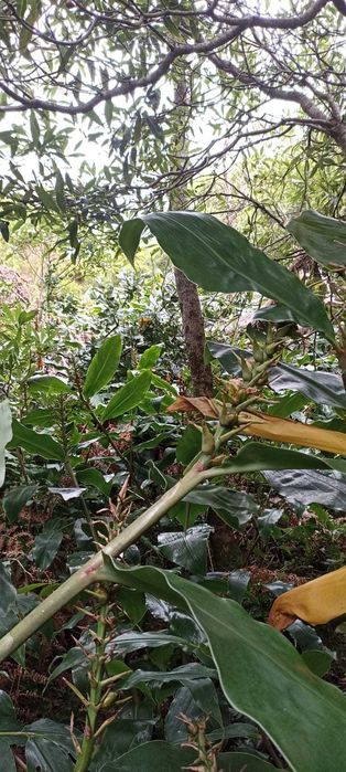 Terreno rústico 1,068 ha com acesso alcatroado — São João, Pico