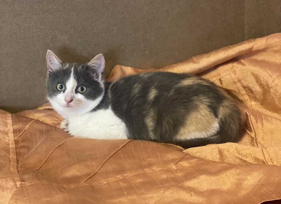 Різнокольорова киця, 4 міс.