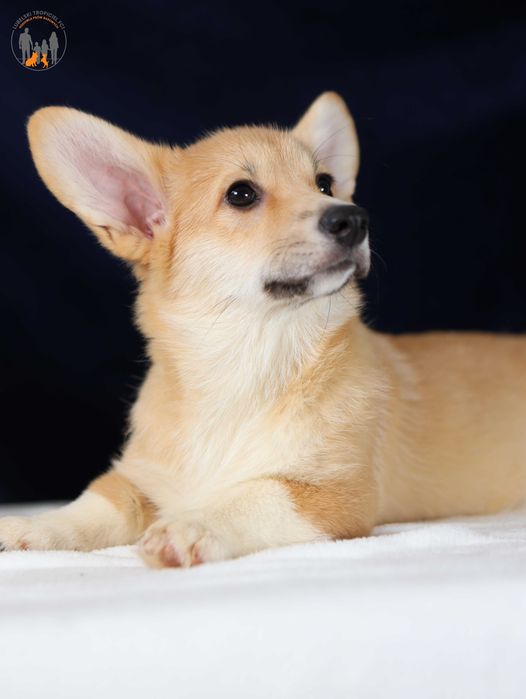 Welsh Corgi Pembroke ZKwP FCI suczka po Championie