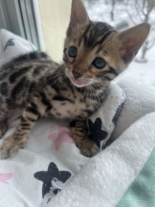 Бронювання бенгальських кошенят