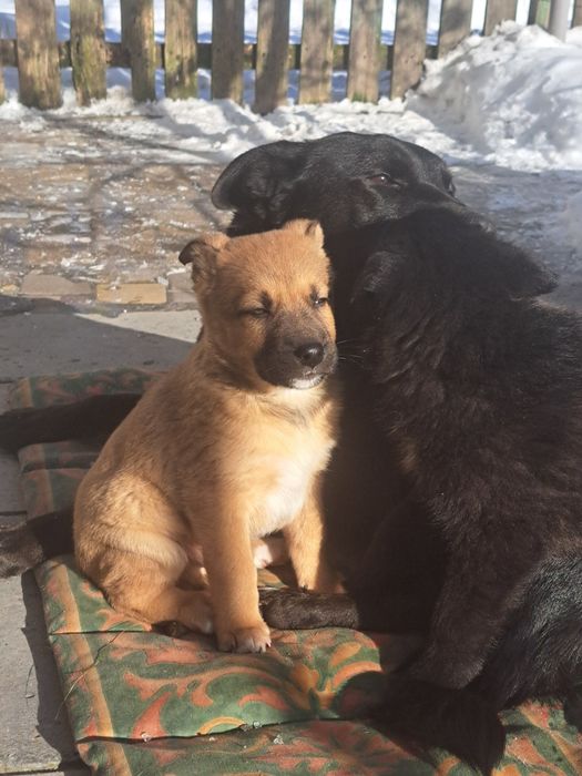 Цуценята в добрі руки.