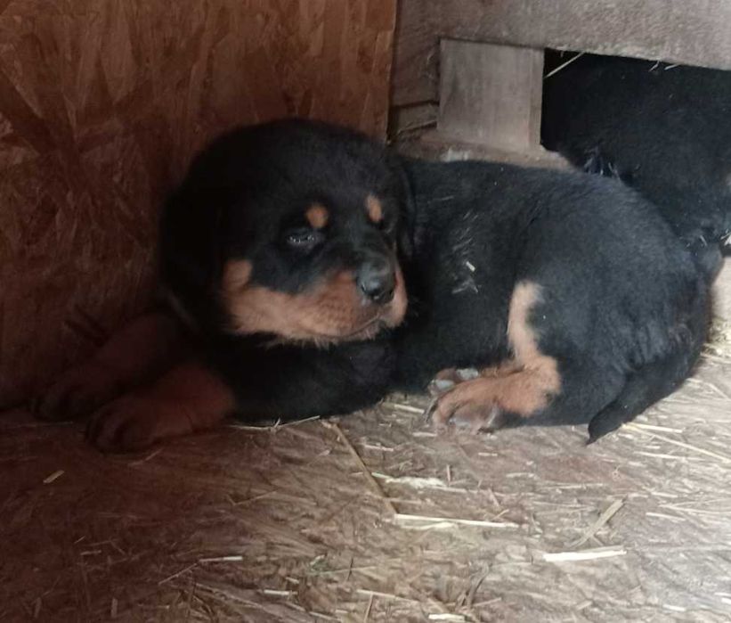 Ротвейлера цуценята