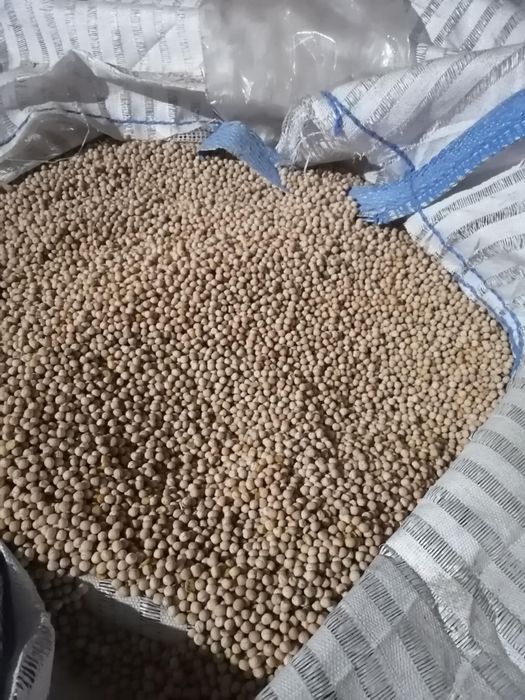 Łubin wąskolistny Oskar groch astronaute