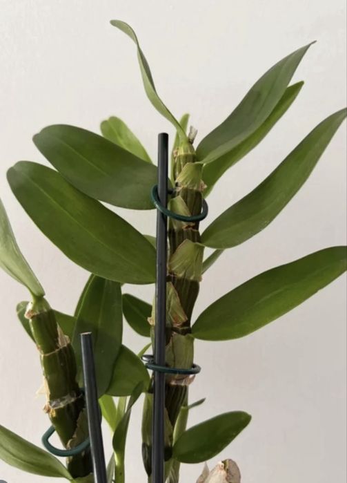 Orquidea Dendrobium nobile sem flor