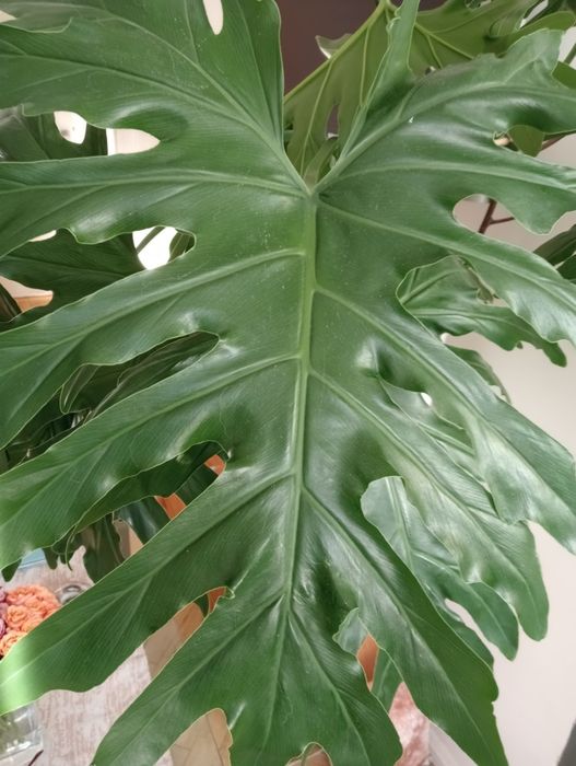 Kwiat ,Filodendron