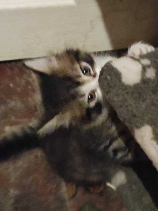 Котята мальчик и девочка